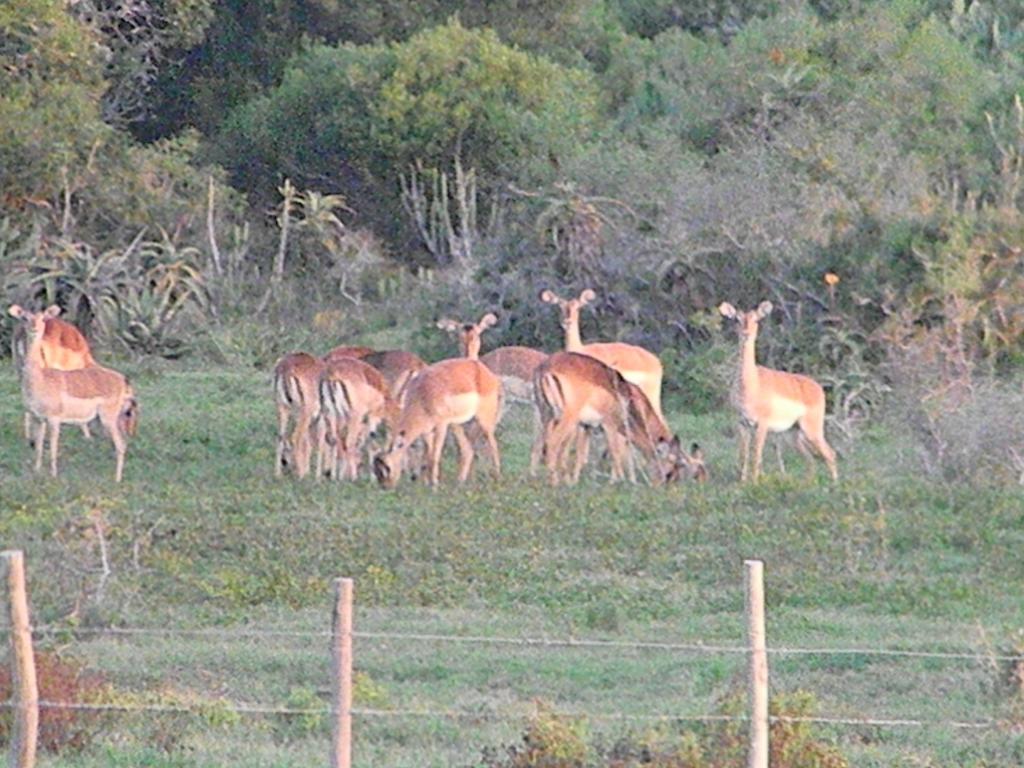 The Hexagon Wildlife Conservation Hotel Uitenhage ภายนอก รูปภาพ